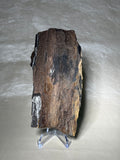 Petrified Wood with Druzy Quartz