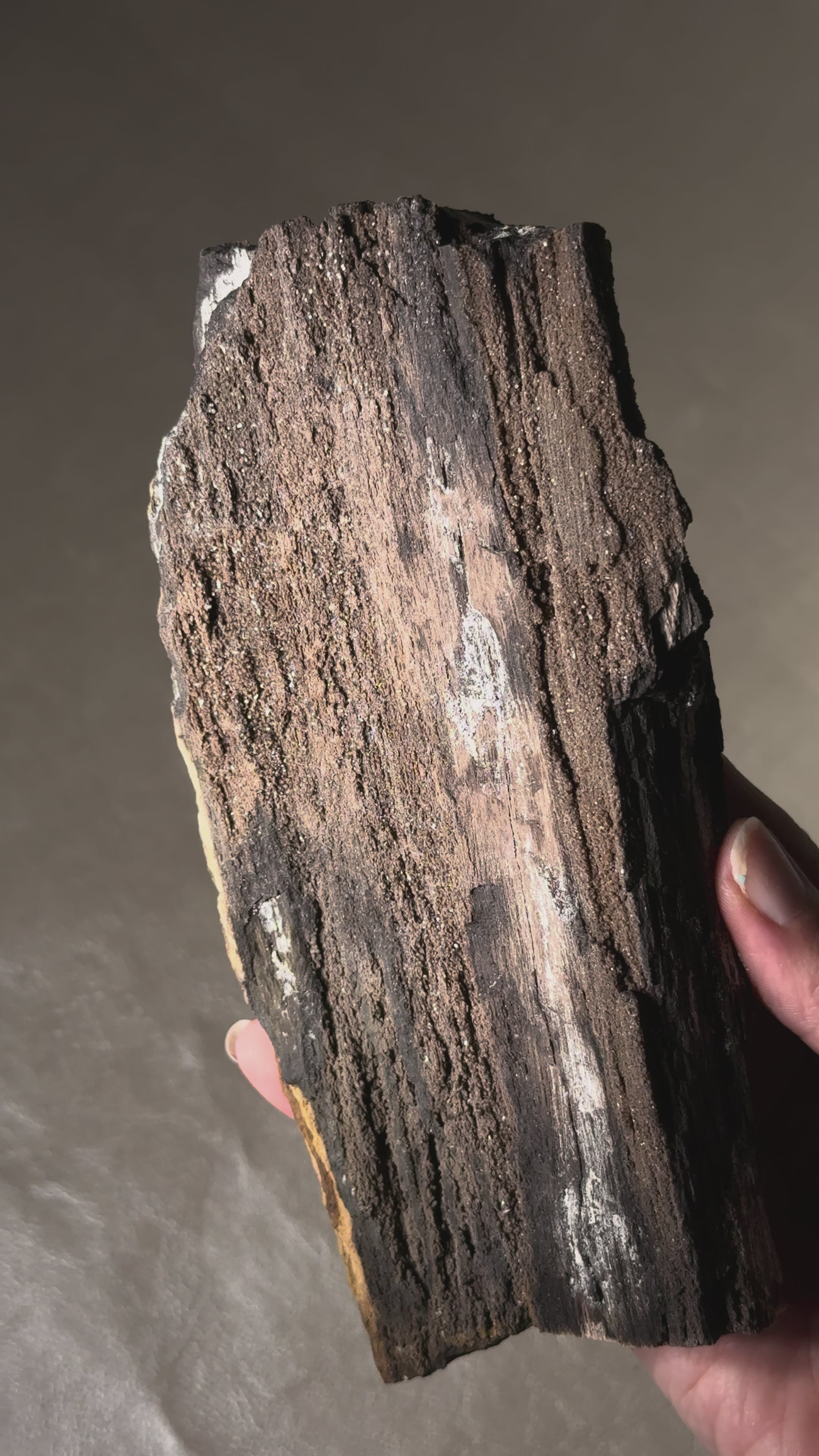 Petrified Wood with Druzy Quartz