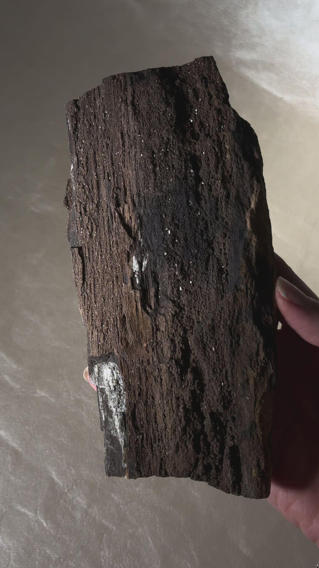 Petrified Wood with Druzy Quartz