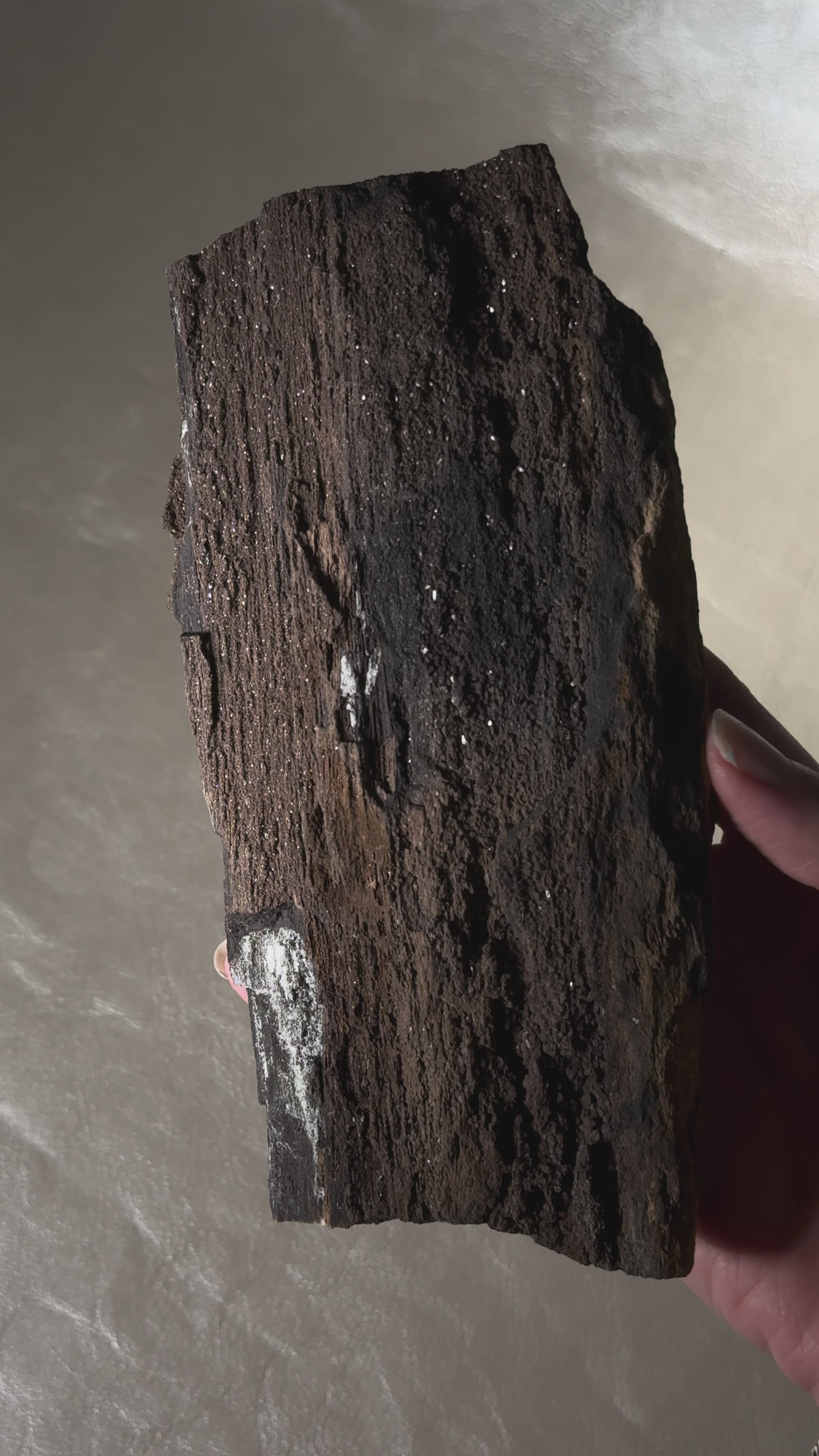 Petrified Wood with Druzy Quartz